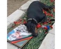 Bir yapon və bir Azərbaycan iti