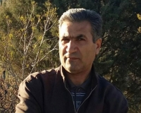 Balasını avtomobil vuran pişiyin əhvalatı