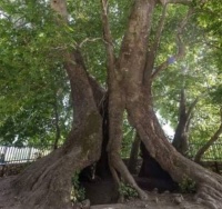 Oğuzdakı qoca çinar - Nadir və nəsli kəsilməkdə olan ağac barədə
