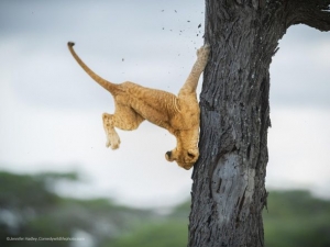 “Comedy Wildlife Photography Awards-2022” mükafatları təqdim olunub