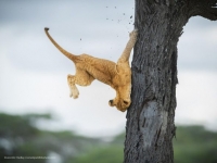 “Comedy Wildlife Photography Awards-2022” mükafatları təqdim olunub