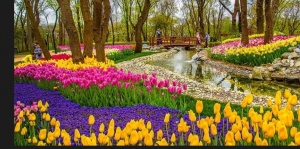 Yaz - &ccedil;i&ccedil;əklər, duyğular və lalələr