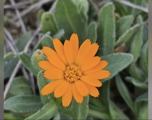 Z&uuml;lmətin i&ccedil;indən qalxan narıncı bir &uuml;syan