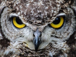 Türk mifologiyasında quş motivləri: Qartal, Hüma və Bayquşun semantikası