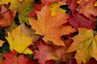 Payızı sevmək, ya sevməmək ? – EKSPRESS SORĞU