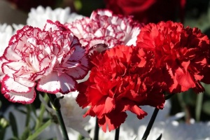 Qərənfil sevgi g&uuml;l&uuml;d&uuml;r, yoxsa h&uuml;zn g&uuml;l&uuml;?