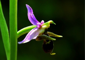 Qışda yaz ovqatı &ndash; Xarıb&uuml;lb&uuml;l ger&ccedil;əkliyi