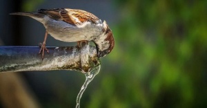 &ldquo;C&uuml;tbulaq&rdquo; &ndash; uşaqlar &uuml;&ccedil;&uuml;n qısa hekayə