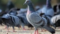 Hər gün dünyadan 5 maraqlı və bəzən də qəribə məlumat