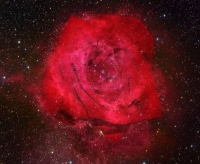 Nebula Rose - MARAQLI