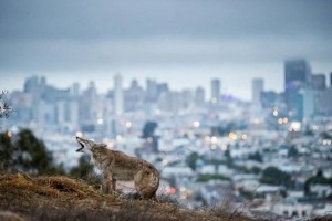 Sony World Photography Awards 2023-ün ən gözəl fotosu: şəhərdə ulayan boz qurd