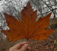 &Ouml;mr&uuml;n baharında solan yarpağam&hellip; - Mənsur şeirlər