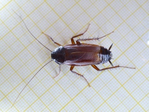 Gülüş klubunda tarakan