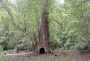 Dünyada ikinci, Avropada birinci olan Zəngilanın çinar meşəsi