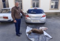 Ceyran-cüyür qənimləri