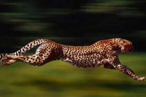 Qəhvəyi ayaqqabı, hepard və Tixonov