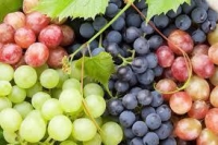 Kimyagər və Vitis Sylvestris