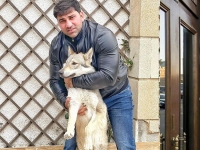 Dost oldular bir aktyor və bir qurd…