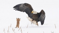 &quot;Bu lənətlənmiş pəncərəni necə açırsınız?&quot; -  Comedy Wildlife Photo Awards qalibləri açıqlandı