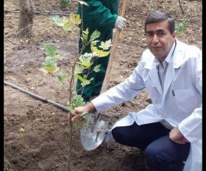 Niyə sərv və niyə şam, ay adam?