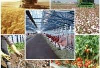 Aqrar sənaye məhsullarının ixracında 56,3 faiz artım qeydə alınıb